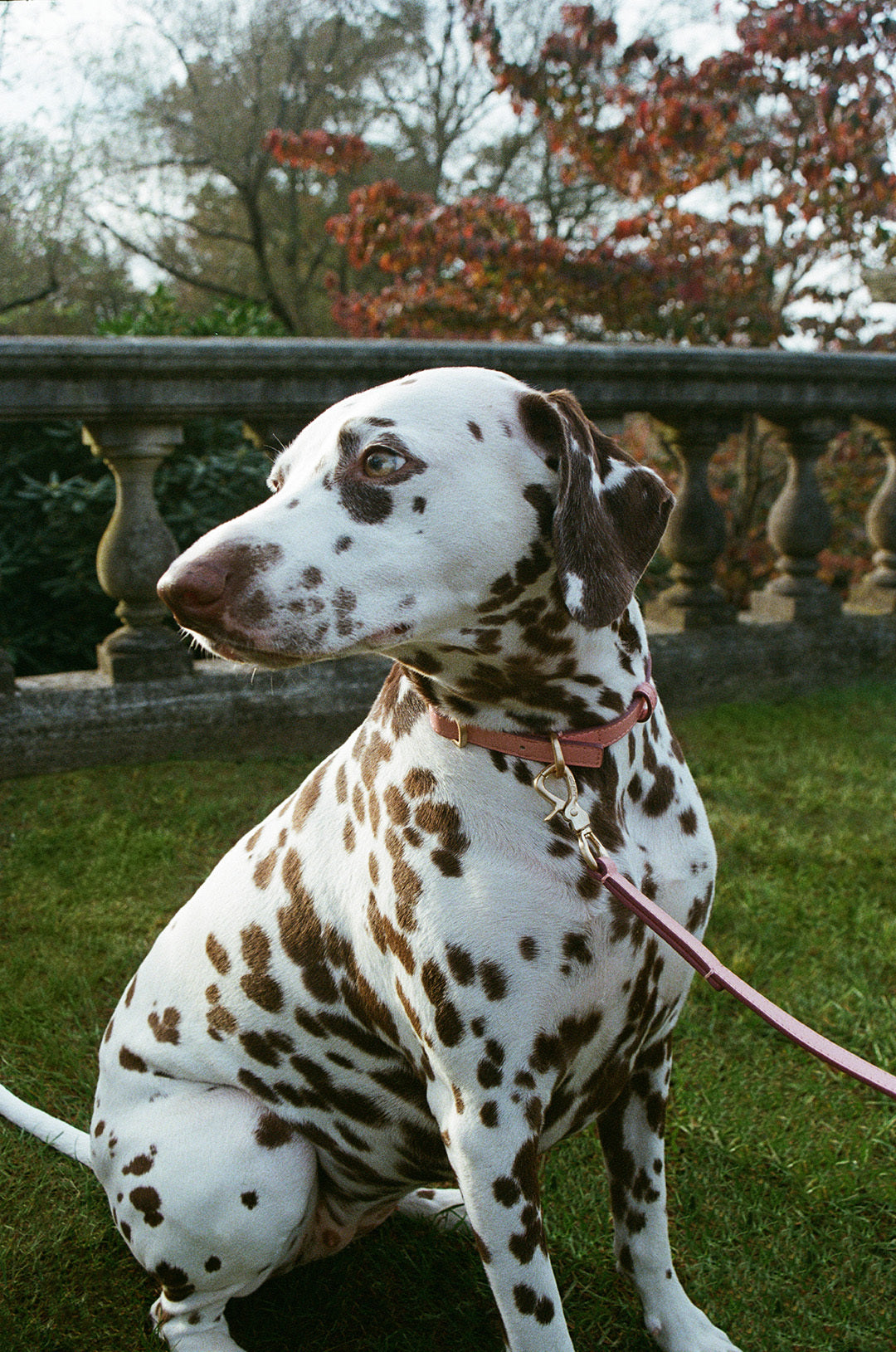 OZZY DOG COLLAR - LYCHEE